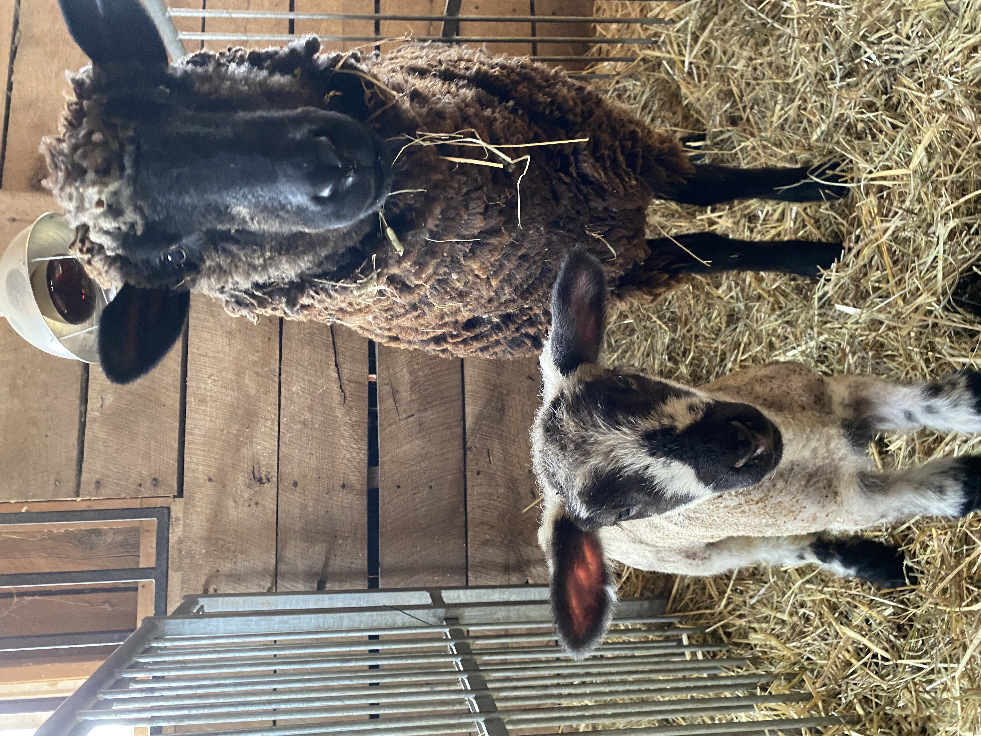 Veronica, a Suffolk cross ewe, delivered a single ram lamb