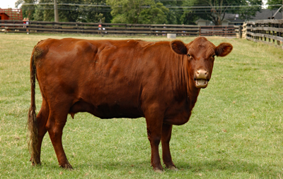 A cow stands in a farm field