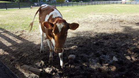 cow
