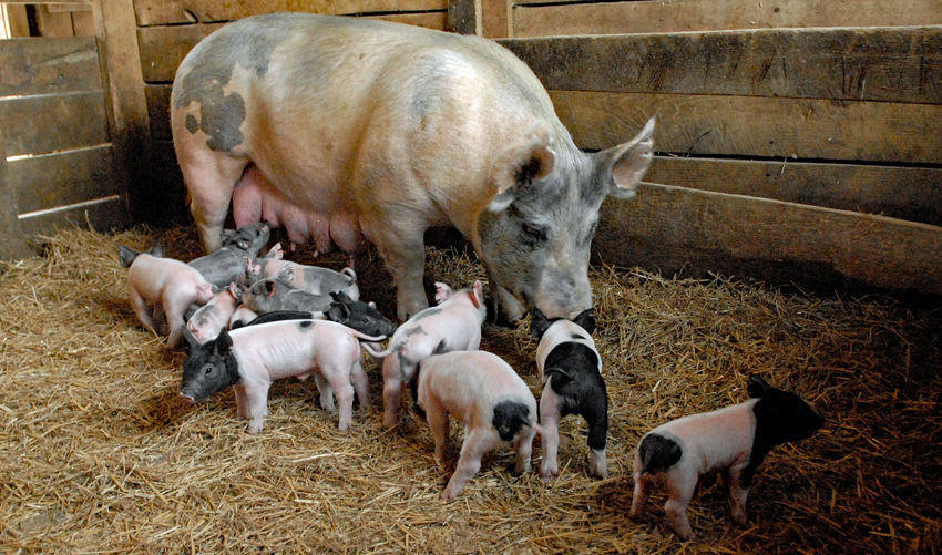 Pig with piglets