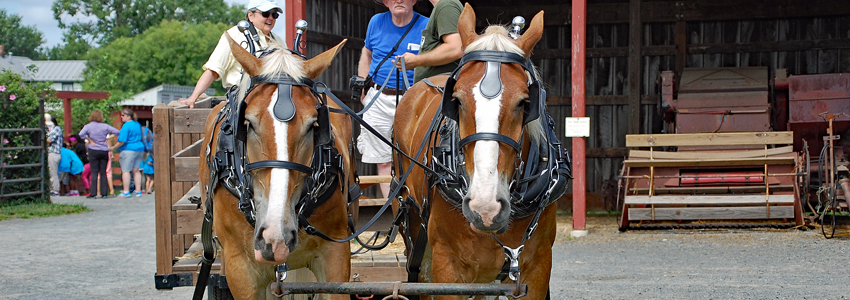 Draft horses