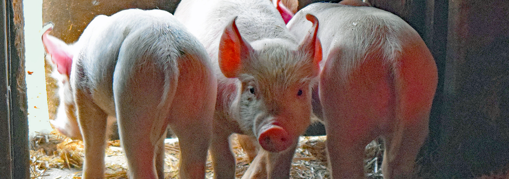 Piglets