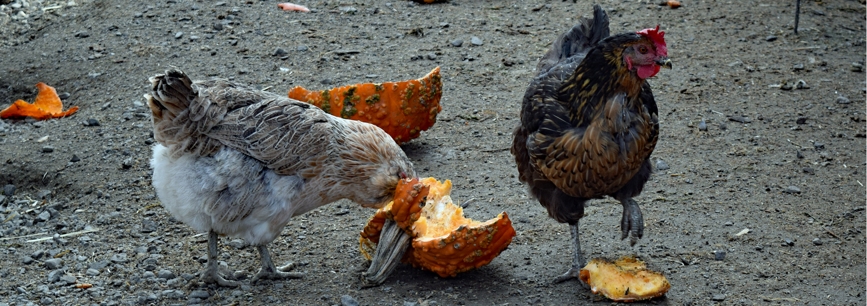 Chickens feeding in the barn yard