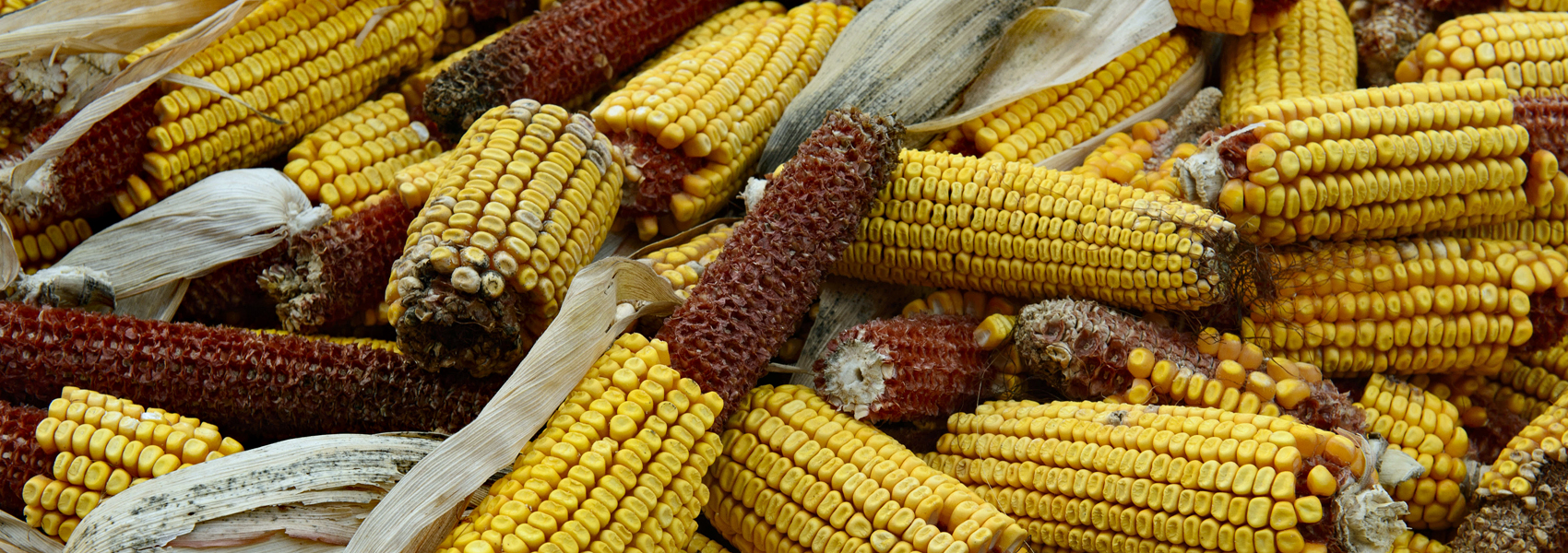 Freshly harvested corn