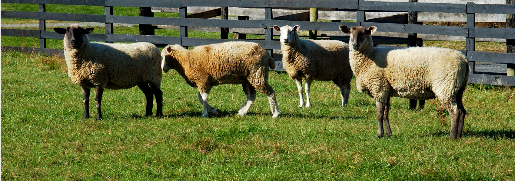 Sheep standing in a field