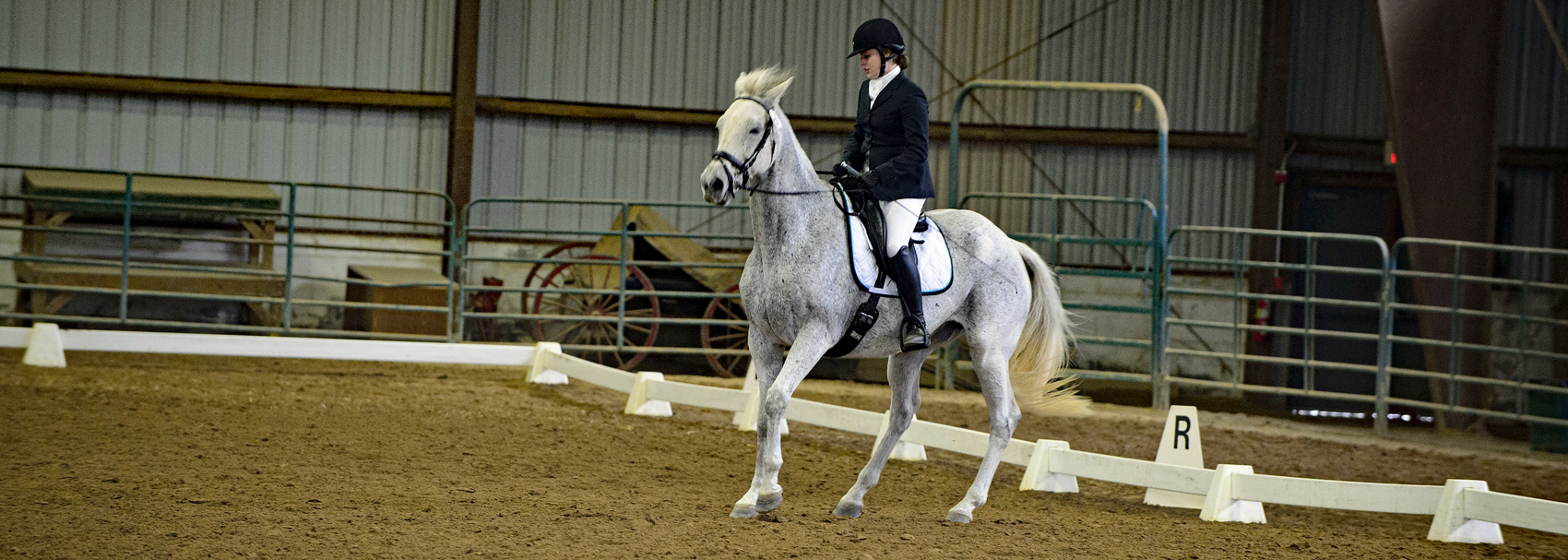 Rider pulls back on reins during dressage performance