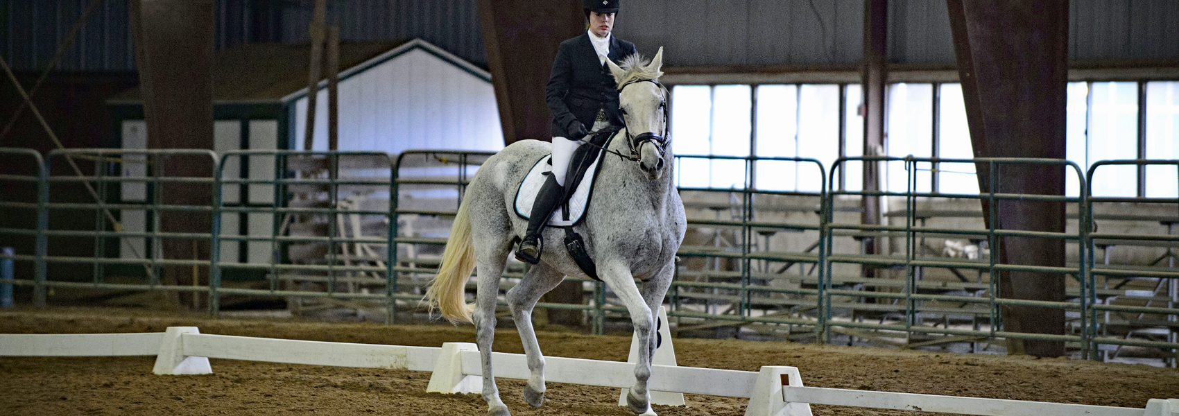 Horse in mid-step during dressage performance