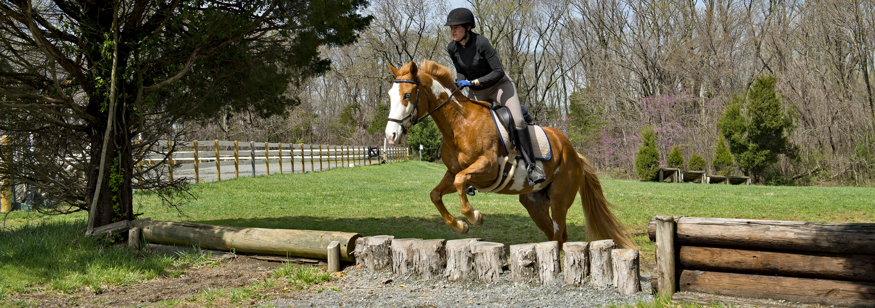 Horse and rider jump over an outdoor obstacle of wooden stumps