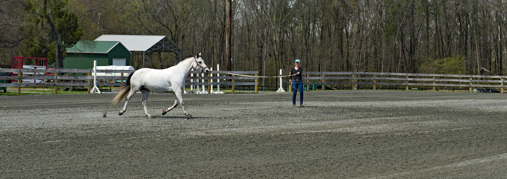 Trainer guides horse in outdoor ring