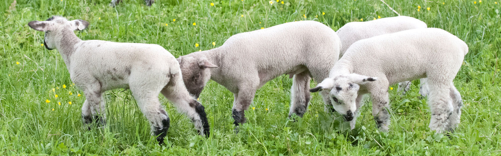 Frying Pan Farm Park Baby Lambs