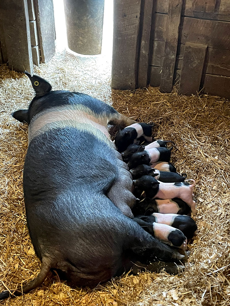 Doris Day delivered her first litter of piglets