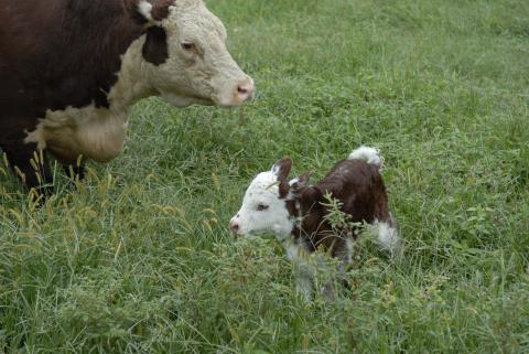 Florence, baby calf born Sept. 12