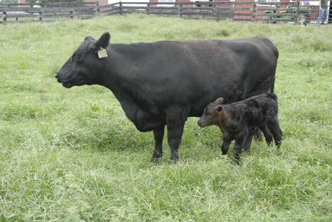 Helene, baby calf born Sept. 12
