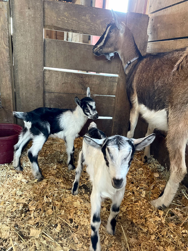 Lacy the Alpine Doe delivered twins
