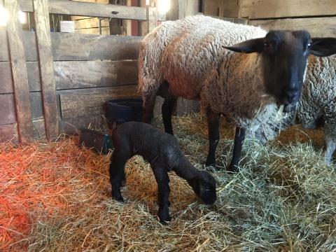 Stompy the sheep and girl lamb