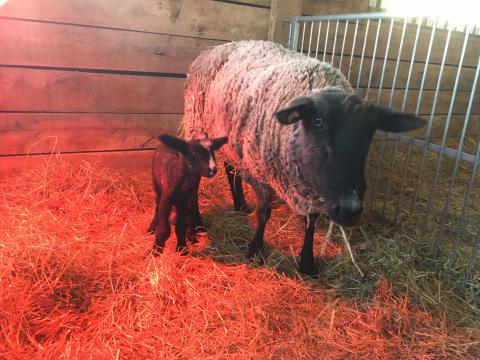 Suffolk the sheep and baby ram