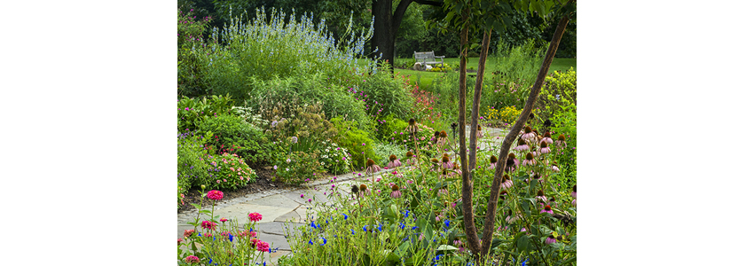 Flowers along a path