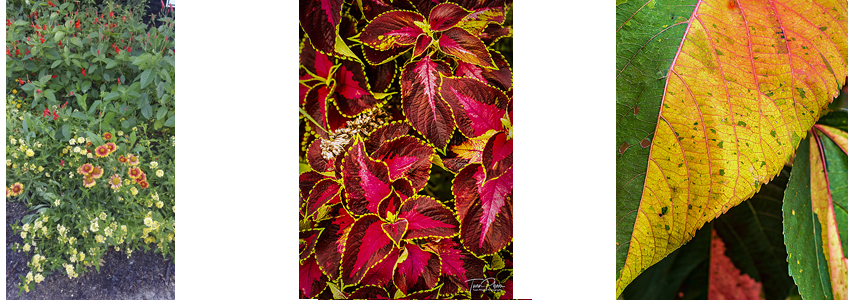 A series of select flowers and leaves