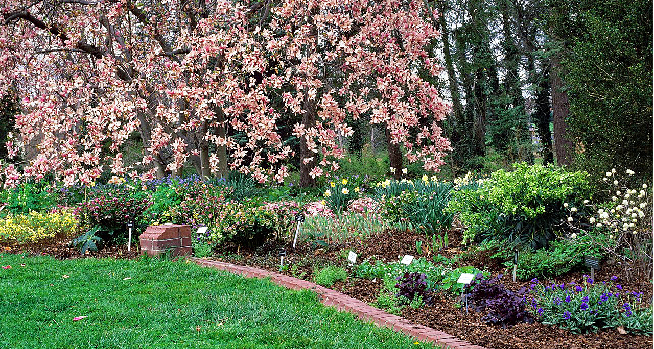 A blooming cherry tree bends over a flower garden