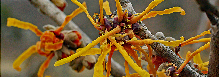 Witch hazel in bloom