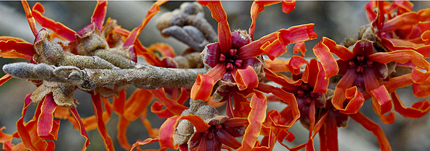 Witch Hazel in bloom