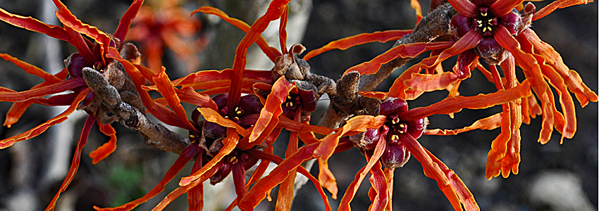 Witch hazel in bloom