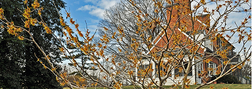 Witch hazel in bloom