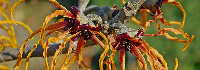 Witch hazel in bloom