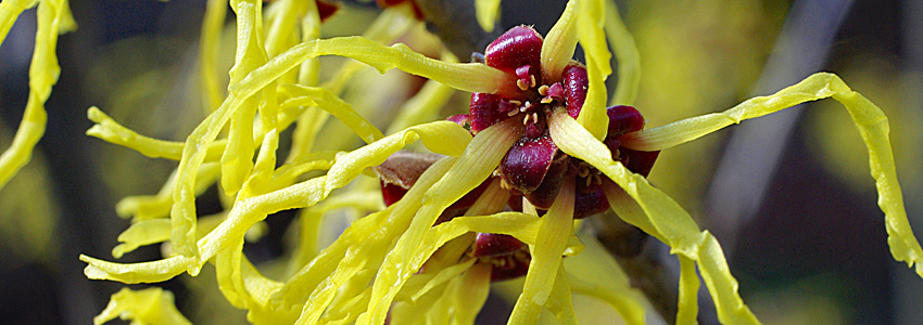Witch hazel in bloom