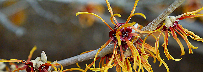 Witch hazel in bloom