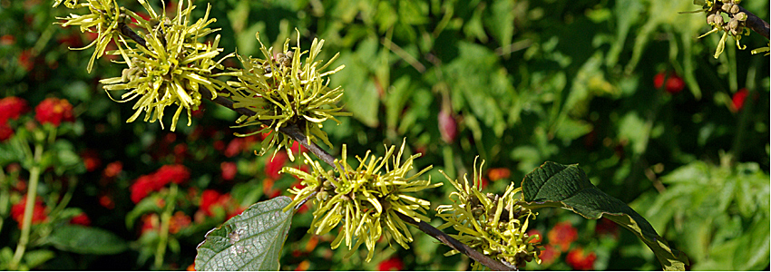 Witch hazel in bloom