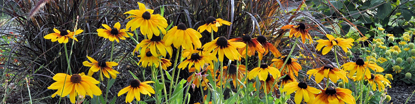 Rudbeckia and pennisetum in bloom