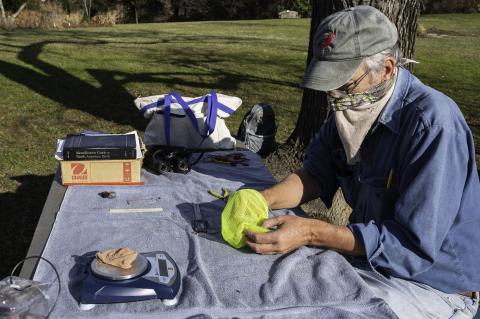 Banding the Hummingbird