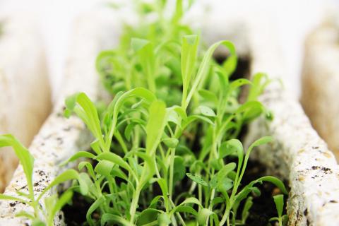 Green Spring Gardens
