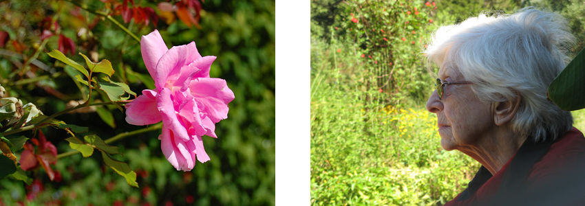Rose in bloom and woman viewing flowers at Green Spring