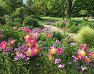 The rose garden, one of the garden tour stops at Green Spring Gardens.