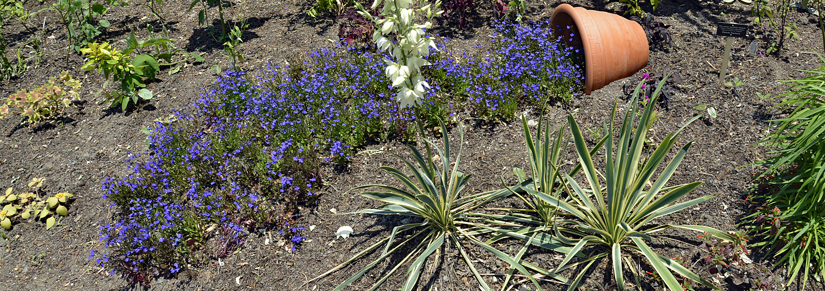 Flowers spill out of a pot