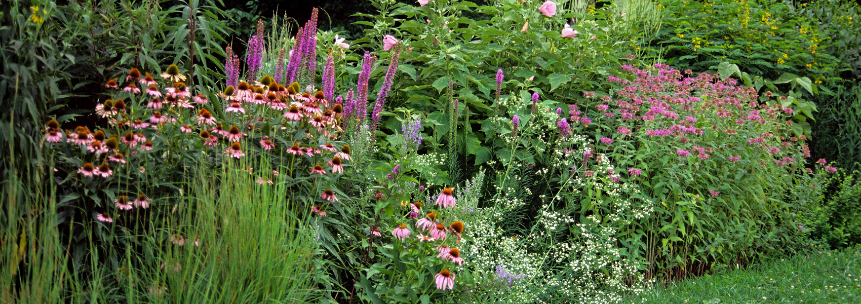 Mixed Flowers in full bloom 