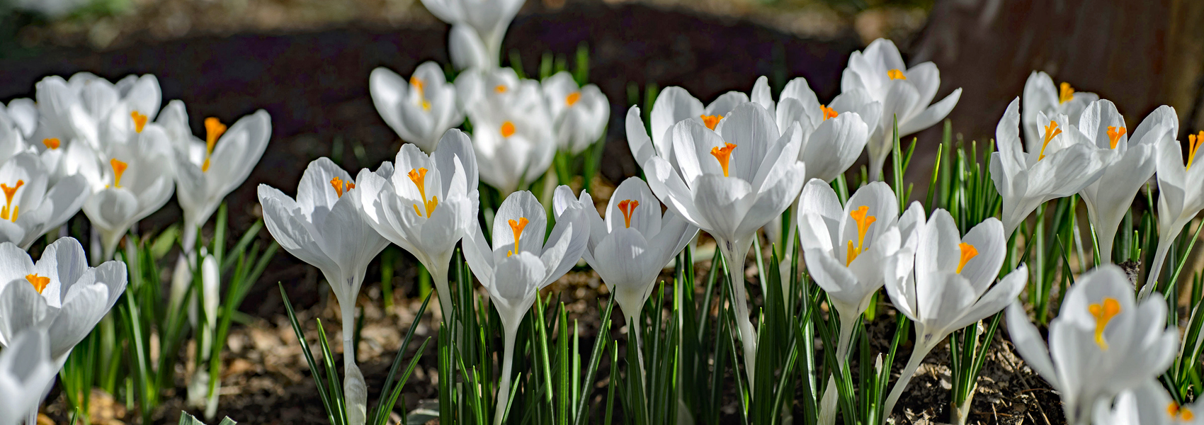 White crocus in bloom
