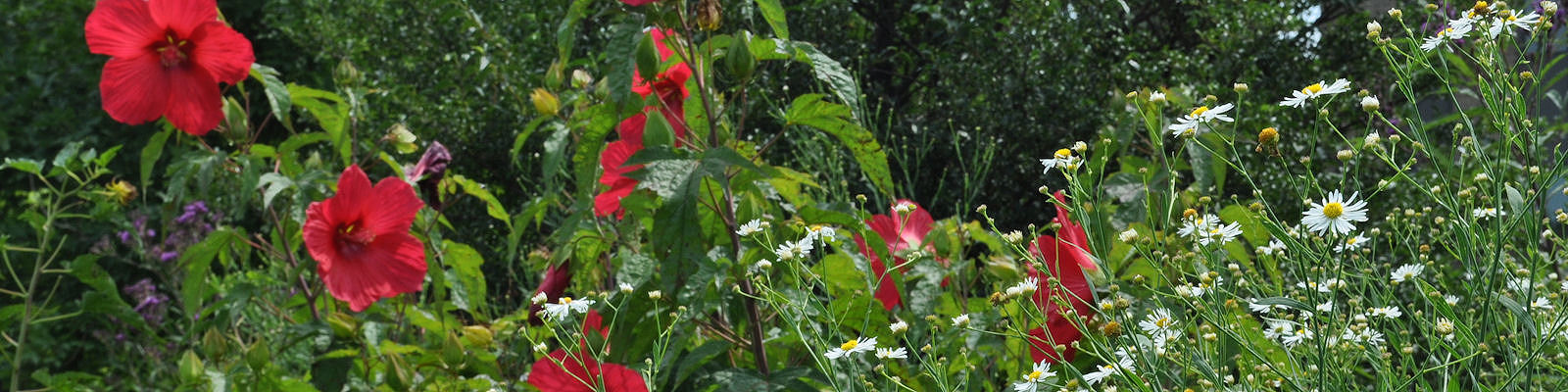 Green Spring Gardens