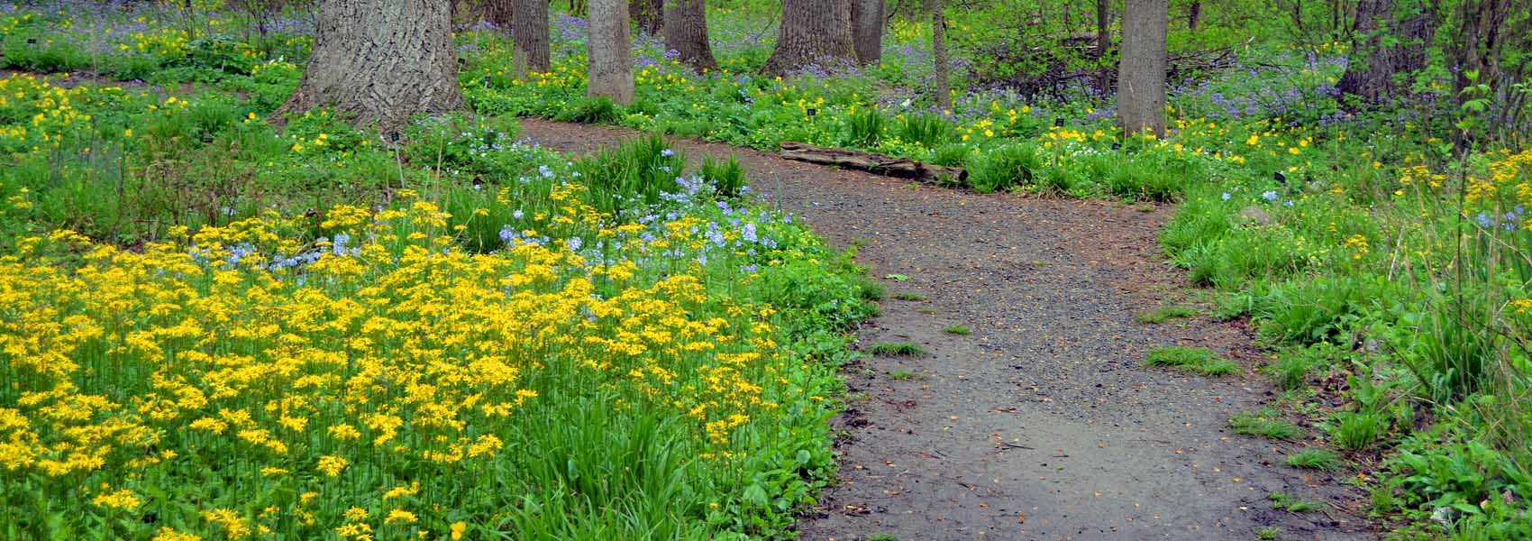Green Spring Gardens Trail