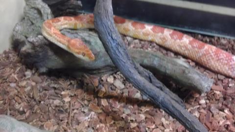 Snakes