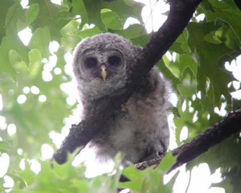 ‘Whoo’
