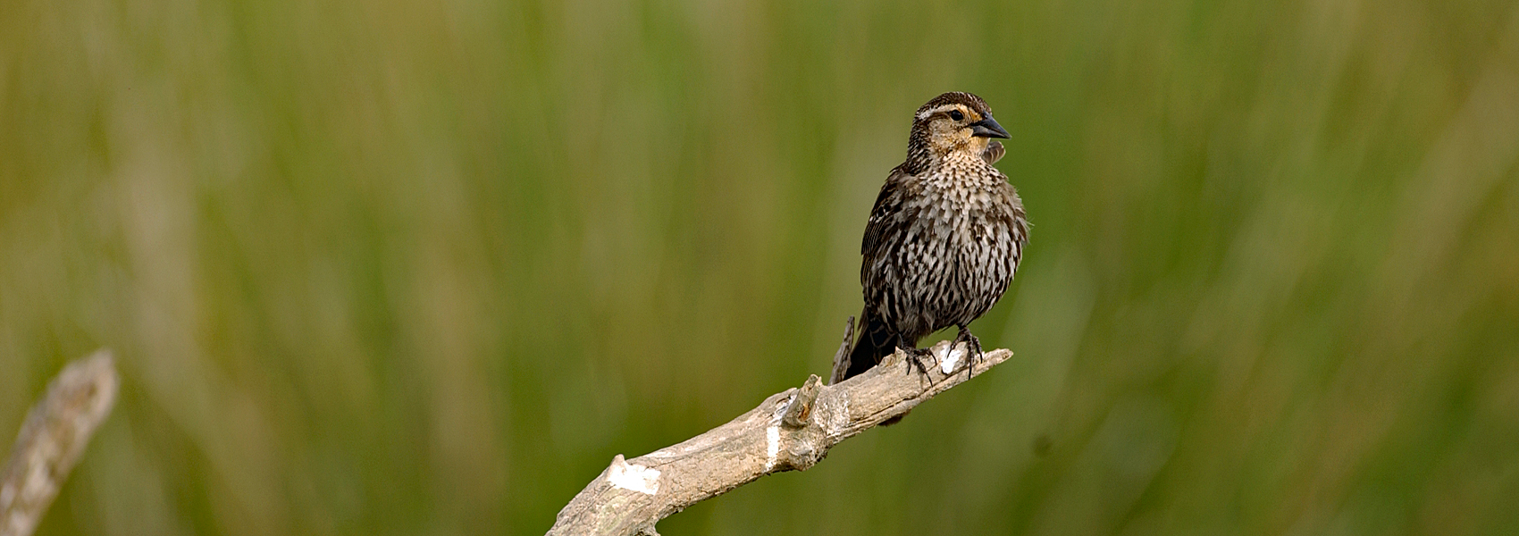 A bird on a tree limb