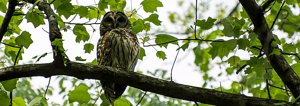 Barred owl sits on a tree branch