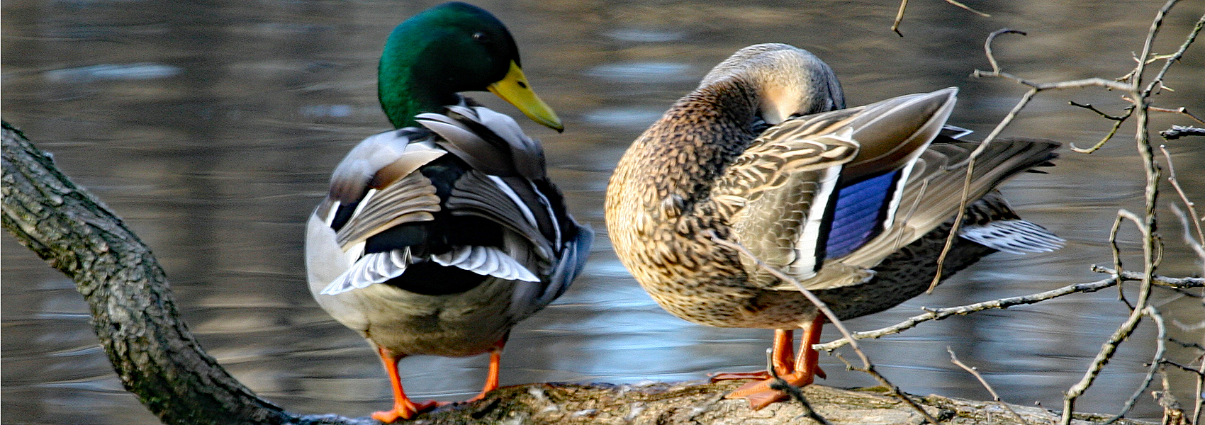 A pair of mallards stand next to the waters of Hidden Pond
