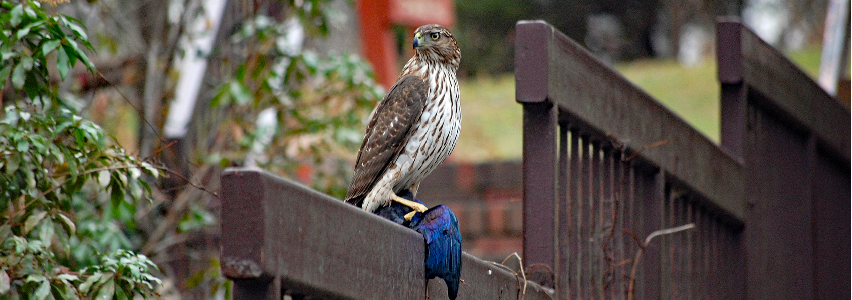 A Cooper's hawk holds a recently caught grackle