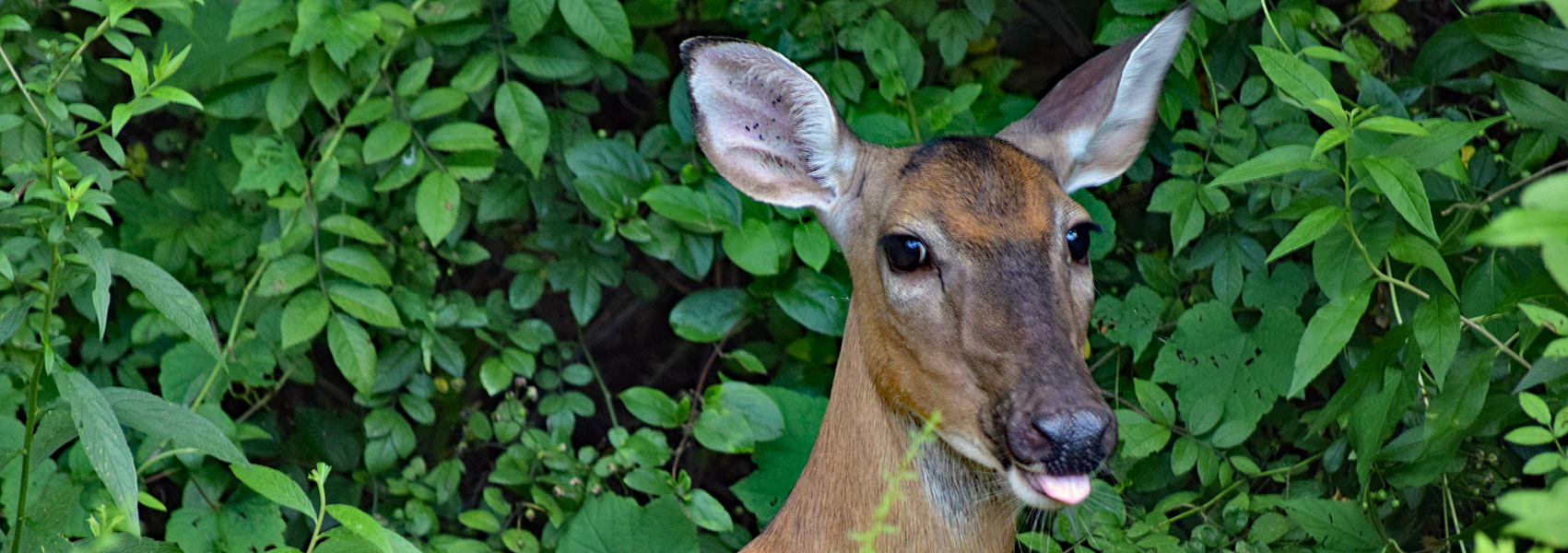 Deer with tongue sticking out