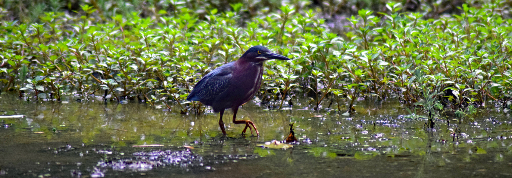 Green heron stalks prey in Hidden Pond