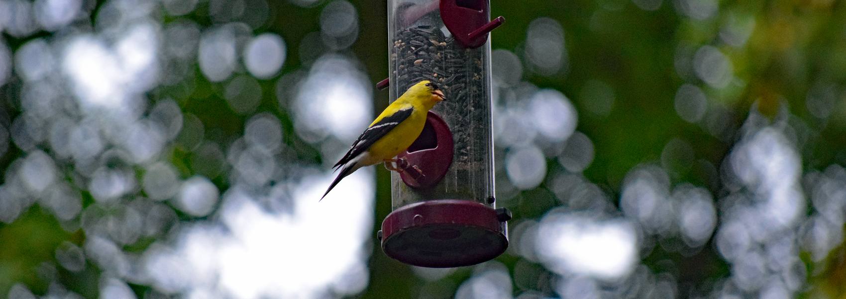 Goldfinch feeds on Hidden Pond's bird feeder